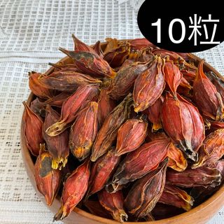 乾燥クチナシの実 10粒(20gぐらい)大粒　梔子(その他)