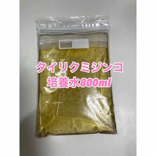 タイリクミジンコ培養水約800ml(アクアリウム)