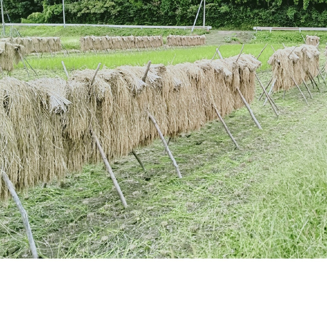 鳥取県産 ひとめぼれ 10キロ(令和5年新米)玄米対応可能