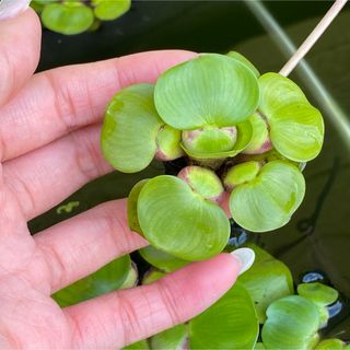 ミニホテイアオイ ホテイ草 水草 浮草 1株(アクアリウム)