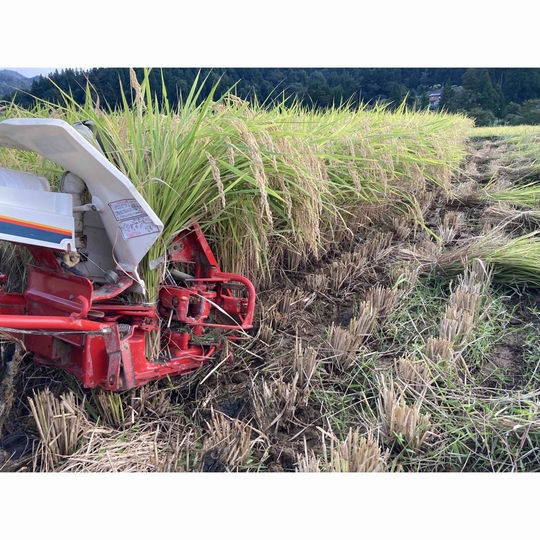 新潟県産天日干しコシヒカリ玄米20kg9800円