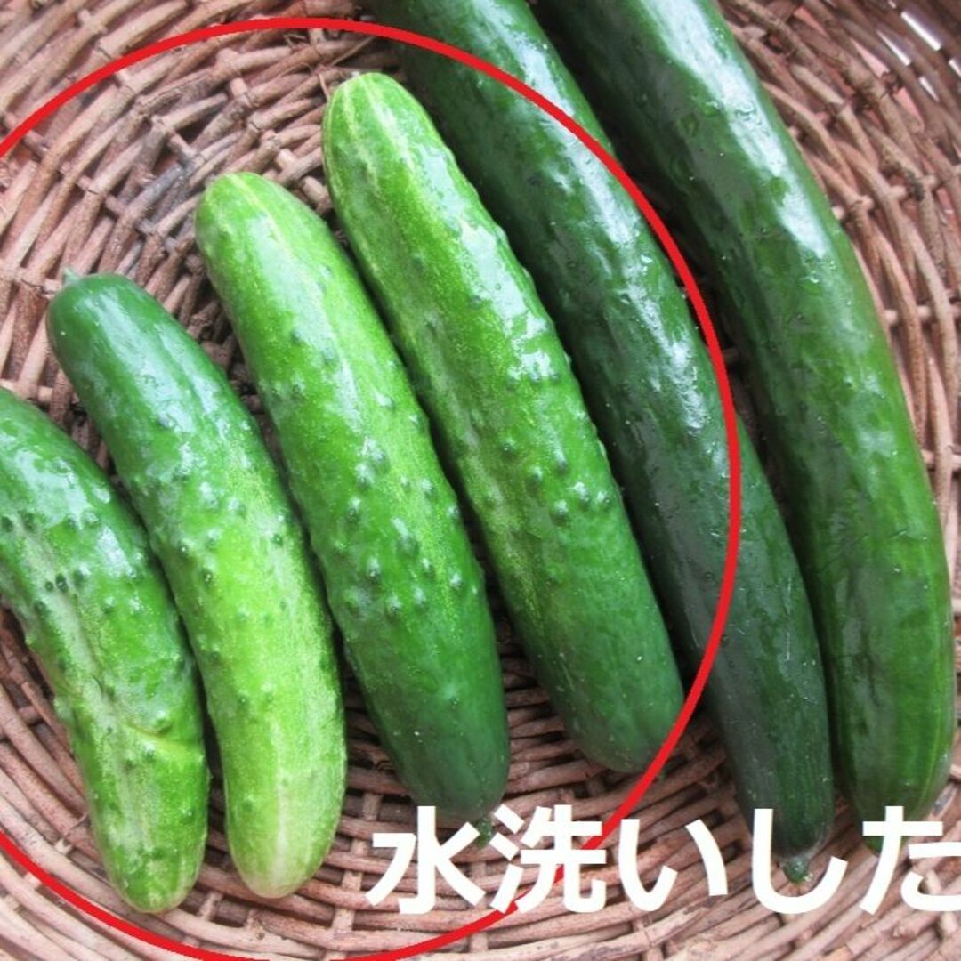 半白きゅうり 種20粒 がごめきゅうり（2022年自家採種分） 食品/飲料/酒の食品(野菜)の商品写真