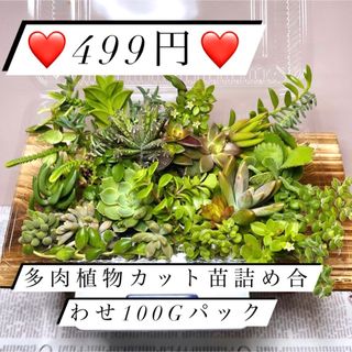 〜多肉植物カット苗詰め合わせ〜色々100グラム　(フードパック発送)(その他)