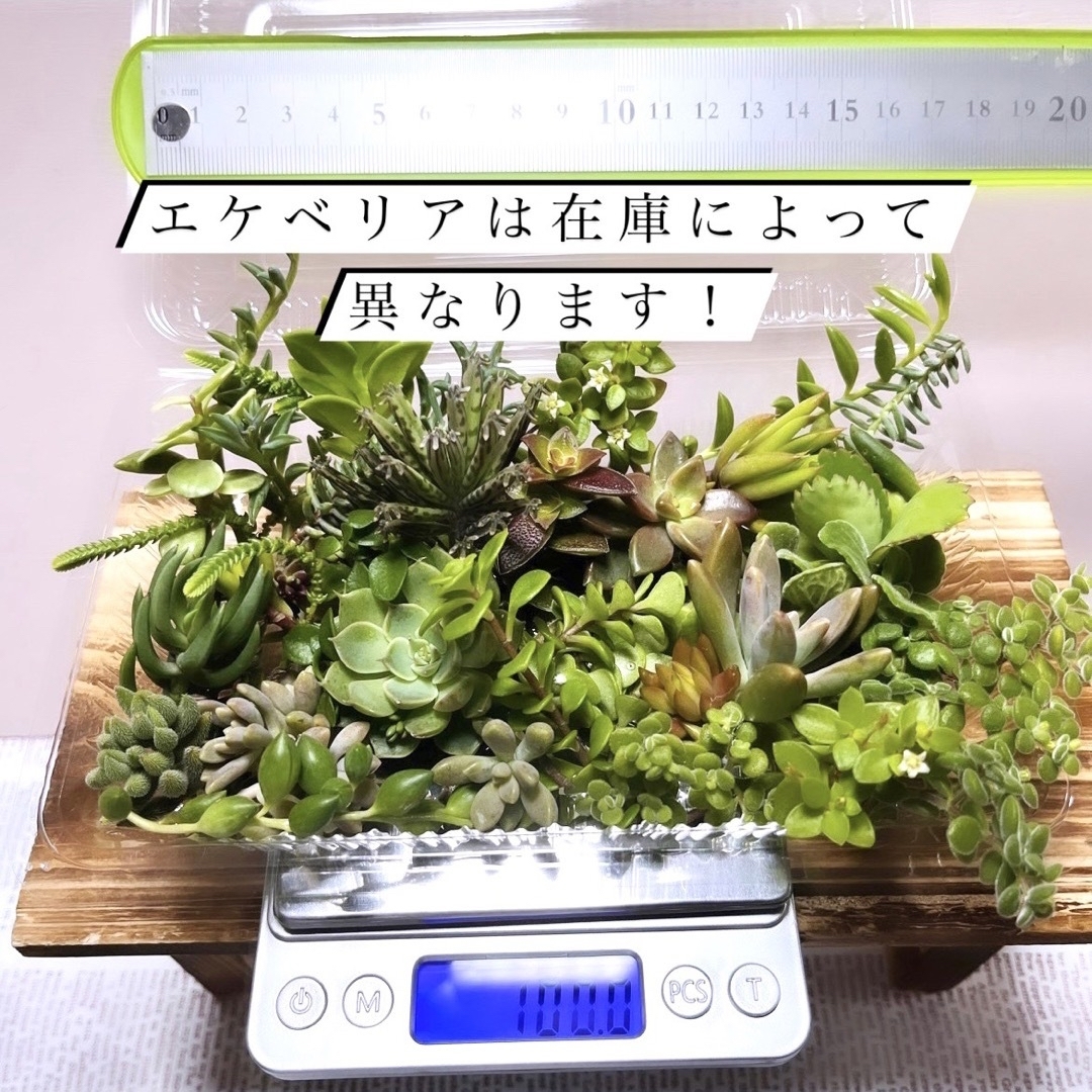 〜多肉植物カット苗詰め合わせ〜色々100g(フードパック発送) ハンドメイドのフラワー/ガーデン(その他)の商品写真