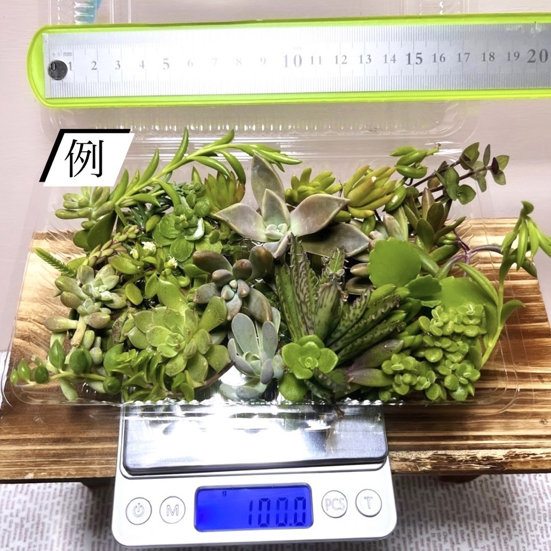 〜多肉植物カット苗詰め合わせ〜色々100g(フードパック発送) ハンドメイドのフラワー/ガーデン(その他)の商品写真