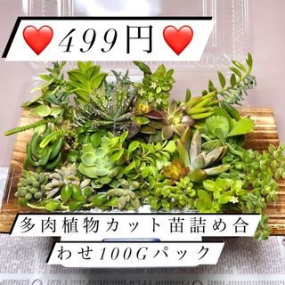 〜多肉植物カット苗詰め合わせ〜色々100g(フードパック発送)(その他)