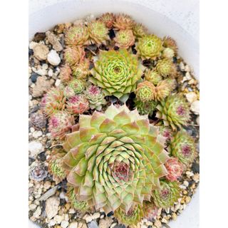 多肉植物 センペルビウムブロンコ(カット苗)(その他)