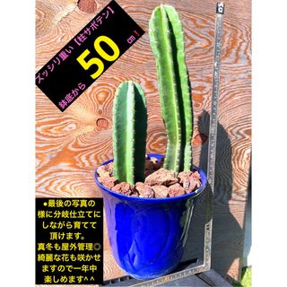 ズッシリ重い❗️ 【柱サボテン②本セット】鉢底から約50㎝❗️ (その他)