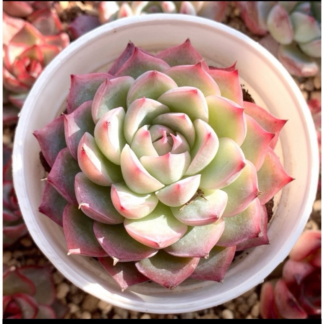 彩水晶❤️カラークリスタル❤️エケベリア  レア　多肉植物　寄せ植え　希少 ハンドメイドのフラワー/ガーデン(その他)の商品写真