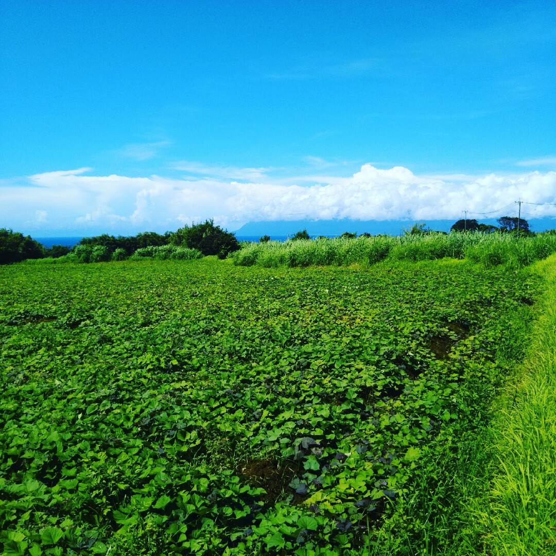 種子島産シルクスイート　2キロ 食品/飲料/酒の食品(野菜)の商品写真