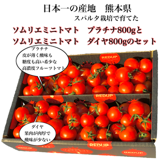 ソムリエミニトマト　プラチナ８００ｇとダイヤ８００ｇのセット(野菜)