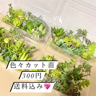 〜多肉植物カット苗詰め合わせ〜色々パック(フードパック発送)(その他)