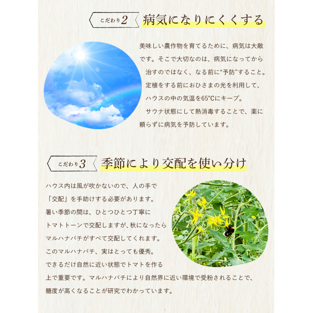 受賞歴３回！ソムリエトマト４kg〜５kg（18玉～28玉) 食品/飲料/酒の食品(野菜)の商品写真