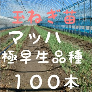 玉ねぎ苗【早生品種マッハ１００本】(野菜)