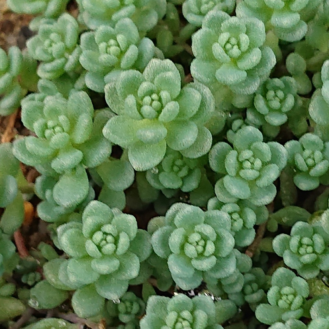 💕💙ブルーカデット💙💕多肉植物♪カット苗♪ ハンドメイドのフラワー/ガーデン(その他)の商品写真