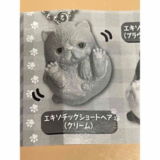 まんまるねこ　〜人気ねこちゃん大集合！〜　エキゾチックショートヘア(クリーム)(その他)