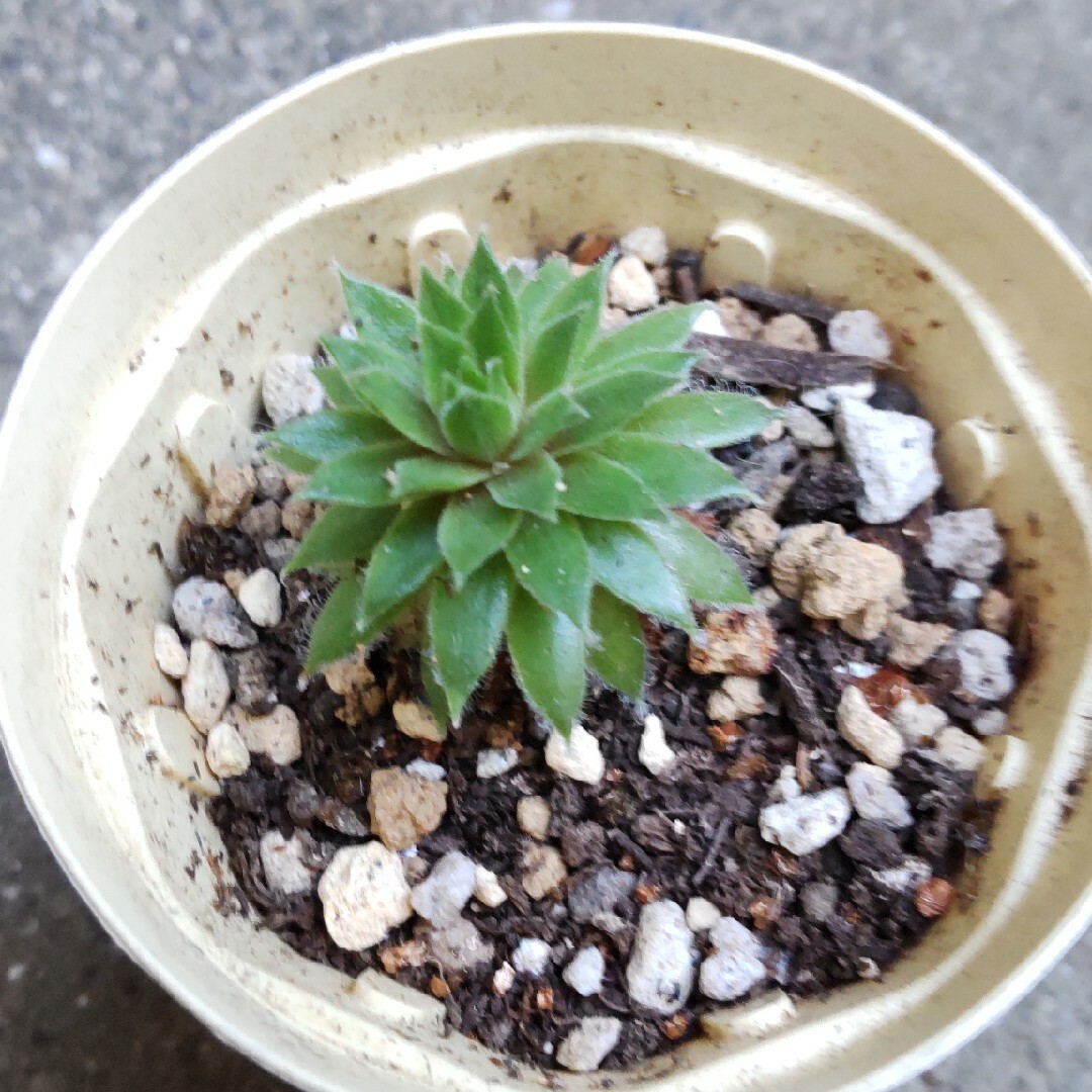 多肉植物　　バニラシフォン