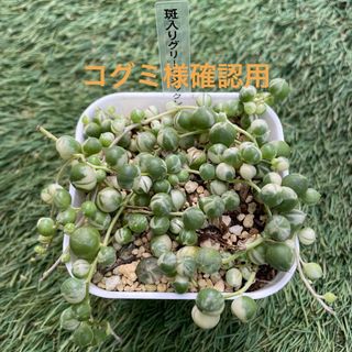 多肉植物　斑入りグリーンネックレス　抜き苗(その他)