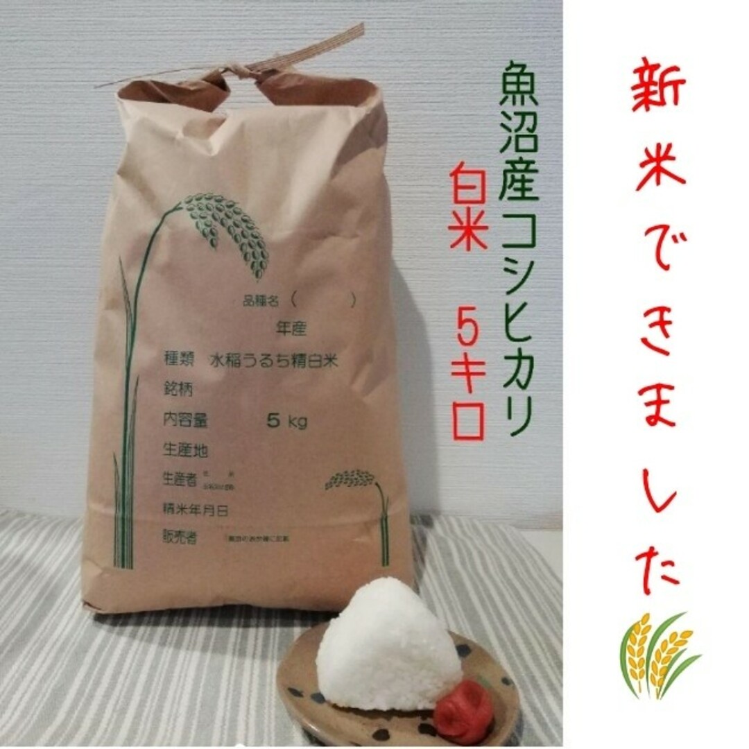 米/穀物　新米10kg　令和5年魚沼産コシヒカリ白米
