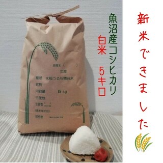 新米5kg 令和5年魚沼産コシヒカリ白米(米/穀物)