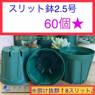 A①①  ｽﾘｯﾄ鉢【2.5号★60個】ﾓｽｸﾞﾘｰﾝCSM-75(プランター)