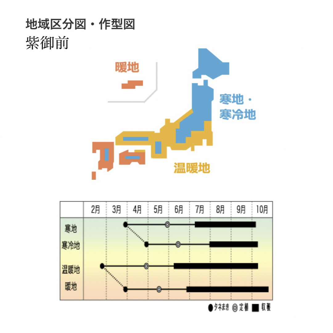 【 紫御前 】 国内育成・採取 家庭菜園 種 タネ 茄子 ナス 野菜 食品/飲料/酒の食品(野菜)の商品写真