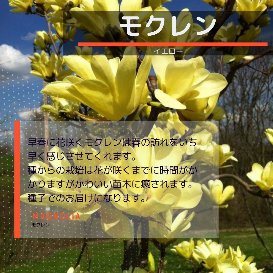 ゆうパケット　モクレン☆イエロー☆種子3粒 ハンドメイドのフラワー/ガーデン(その他)の商品写真