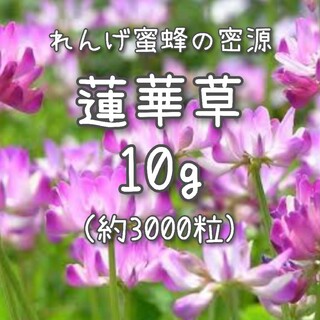 【蓮華草のタネ】10g 種子 種 れんげ草 レンゲ草 レンゲソウ 花(その他)