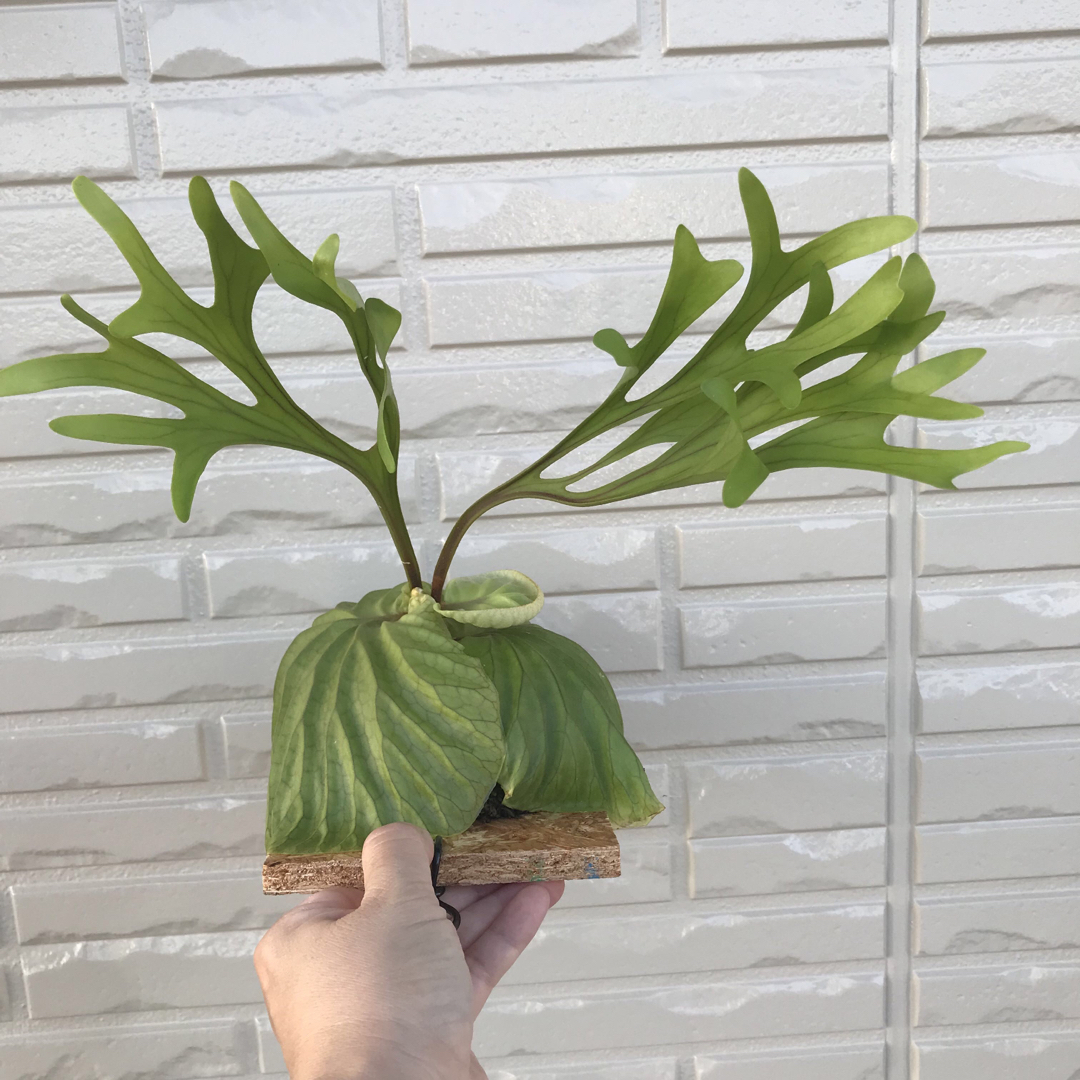 お気に入り ビカクシダ◇リドレイ板付けA 植物/観葉植物