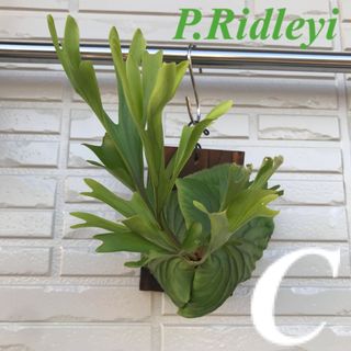 P.ridleyi_リドレイ c◆ ビカクシダ