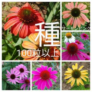 エキナセア　花の種　100粒以上(プランター)