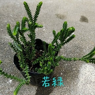 多肉植物　クラッスラ【若緑】抜き苗(プランター)