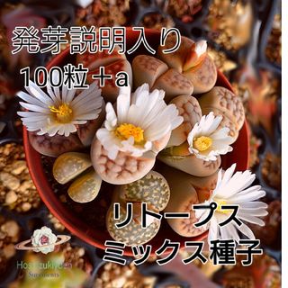 リトープス ミックス 種子 100+a 発芽説明入り(その他)