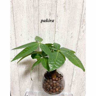 パキラ　ハイドロカルチャー　観葉植物　グリーンインテリア(ドライフラワー)