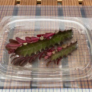 多肉植物 ユーフォルビア属 紅彩雲閣 ② カット苗(その他)