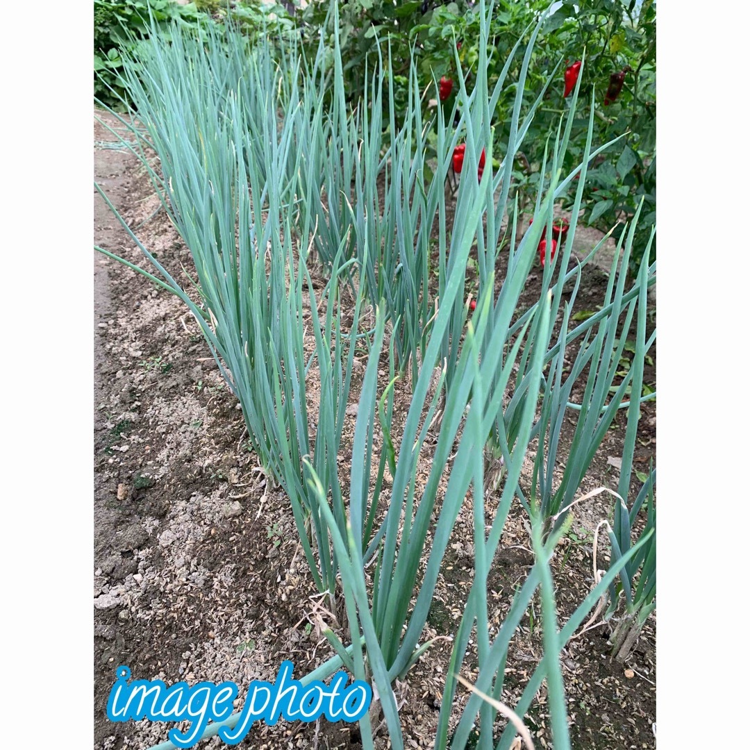 週末特別価格＊農薬不使用＊新鮮野菜＊長ネギ（青ねぎ）約100g＊ネコポス＊ 食品/飲料/酒の食品(野菜)の商品写真