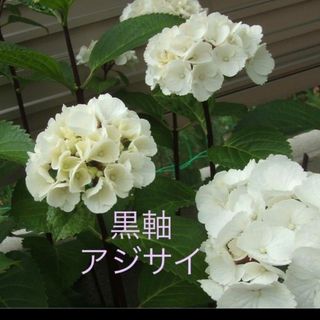 黒軸紫陽花の苗(プランター)