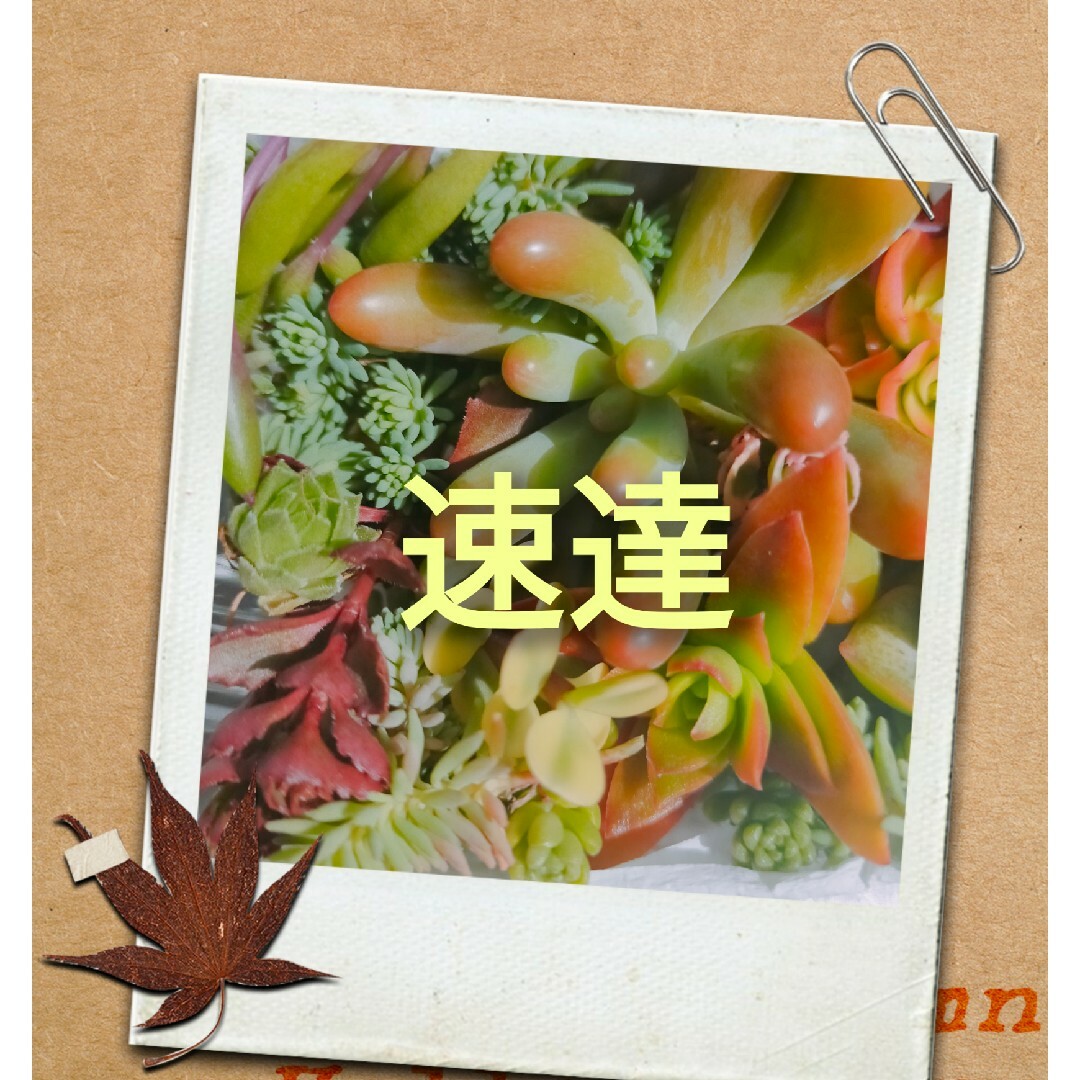 多肉植物 速達料金分 ハンドメイドのフラワー/ガーデン(その他)の商品写真