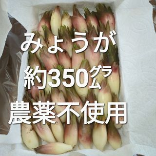 みょうが 約350㌘ 農薬不使用(野菜)