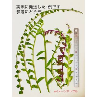 初心者の方におすすめ豪華7種類 ネックレス系 詰め合わせ セット カット苗❗️(プランター)