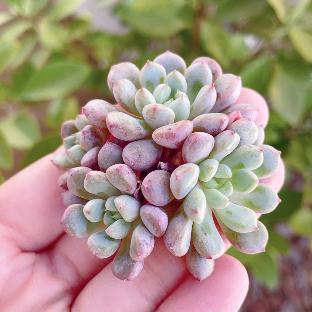 超ポイントアップ祭 多肉植物 植物/観葉植物 その他多肉植物