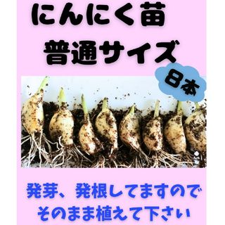 にんにく苗普通サイズ8本　ラクマパック(その他)