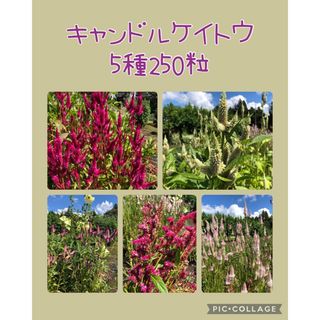 キャンドルケイトウ　種子5種250粒以上(その他)