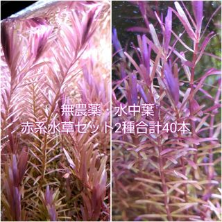 【送料込み】無農薬・水中葉 赤系水草セット各20本(アクアリウム)