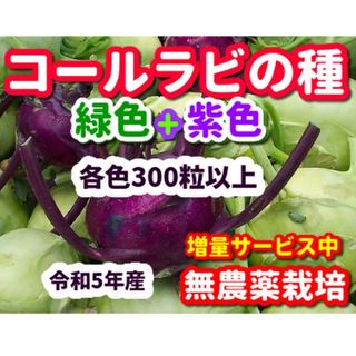 コールラビ種・各300粒以上✦合計600粒以上✦無農薬栽培の種・令和5年産(野菜)