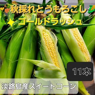 淡路島産秋採れとうもろこし🌽ゴールドラッシュ11本(野菜)