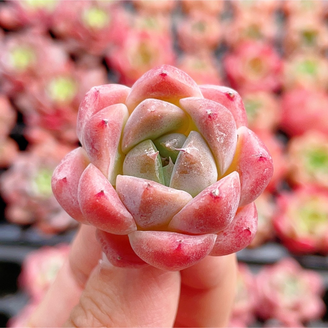 氷山美人　多肉植物　可愛い