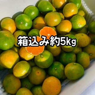 愛媛県産 極早生みかん　箱込み約5㎏　柑橘　ミカン(フルーツ)