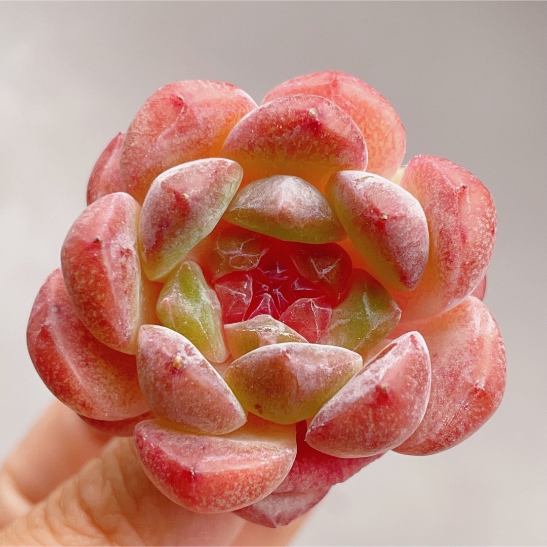 ピンク瑠璃　多肉植物　エケベリア　超レア