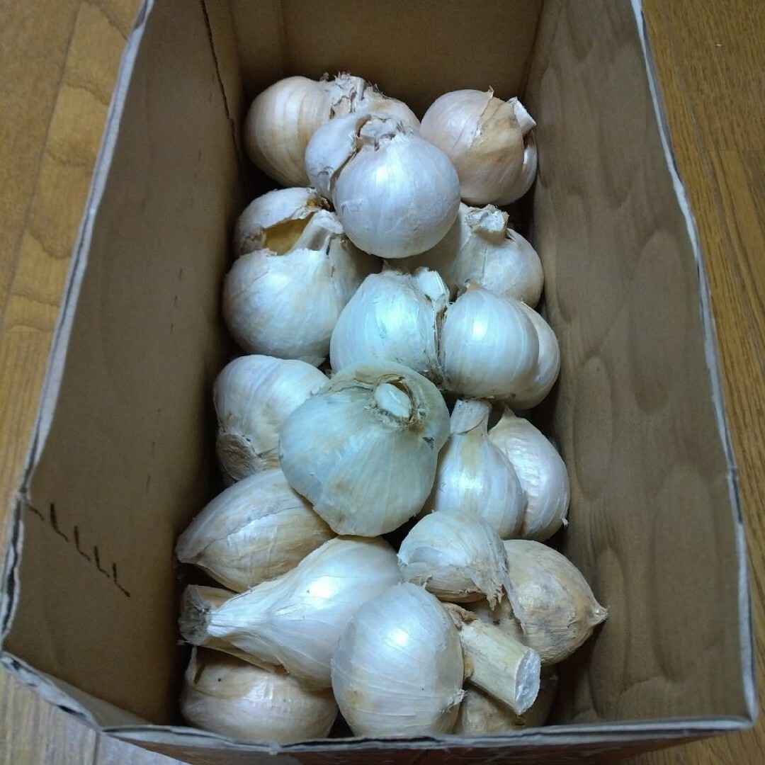 令和5年産 愛媛県産にんにく「ジャンボ」販売について-